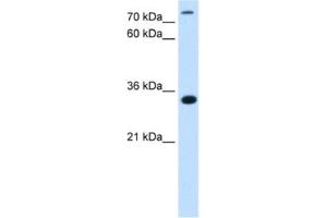 Western Blotting (WB) image for anti-TAM41, Mitochondrial Translocator Assembly and Maintenance Protein (TAMM41) antibody (ABIN2463093) (TAM41 anticorps)