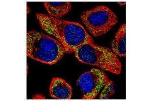 ICC/IF Image Confocal immunofluorescence analysis (Olympus FV10i) of methanol-fixed A431, using NCS1, antibody (Green) at 1:100 dilution.