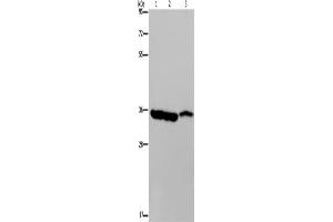 Western Blotting (WB) image for anti-Malate Dehydrogenase 1, NAD (Soluble) (MDH1) antibody (ABIN2423773) (MDH1 anticorps)