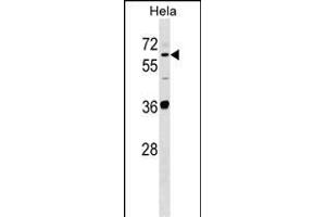 SUOX Antibody (Center) (ABIN1537904 and ABIN2848703) western blot analysis in Hela cell line lysates (35 μg/lane). (SUOX anticorps  (AA 160-187))