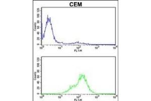 TPI1 Antibody (C-term) (ABIN389458 and ABIN2839525) flow cytometric analysis of CEM cells (bottom histogram) compared to a negative control cell (top histogram). (TPI1 anticorps  (C-Term))