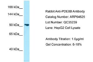 Western Blotting (WB) image for anti-phosphodiesterase 8B (PDE8B) (Middle Region) antibody (ABIN2789902) (PDE8B anticorps  (Middle Region))