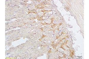 Formalin-fixed and paraffin embedded mouse stomach labeled with Anti-SGCB/SGC Polyclonal Antibody, Unconjugated  at 1:200 followed by conjugation to the secondary antibody and DAB staining. (SGCB anticorps  (AA 165-260))