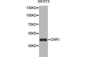 Western blot analysis of extracts of NIH3T3 cells, using CNR1 antibody (ABIN5970675) at 1/1000 dilution. (CNR1 anticorps)