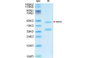 Cynomolgus GDF15 on Tris-Bis PAGE under reduced condition.