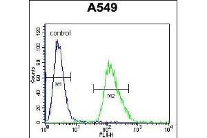 ARRB1 Antibody (C-term) (ABIN655944 and ABIN2845333) flow cytometric analysis of A549 cells (right histogram) compared to a negative control cell (left histogram). (beta Arrestin 1 anticorps  (C-Term))