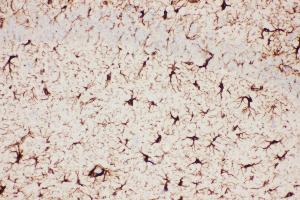 Anti-GFAP Picoband antibody,  IHC(P): Mouse Brain Tissue