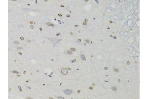 Immunohistochemistry of paraffin-embedded rat spinal cord using LMNB1 antibody.