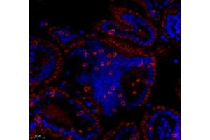 Immunofluorescence of paraffin embedded mouse lymph node using CD163b (ABIN7073371) at dilution of 1: 700 (400x lens)