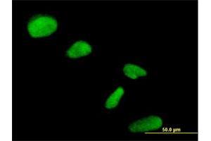Immunofluorescence of purified MaxPab antibody to NIP30 on HeLa cell. (FAM192A anticorps  (AA 1-254))