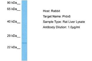 Host:  Rat  Target Name:  PRDX6  Sample Tissue:  Rat Liver  Antibody Dilution:  1ug/ml