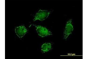 Immunofluorescence of purified MaxPab antibody to ATPIF1 on HeLa cell.