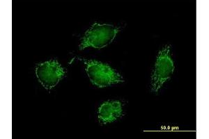 Immunofluorescence of purified MaxPab antibody to ATPIF1 on HeLa cell. (ATPase Inhibitory Factor 1 anticorps  (AA 1-106))