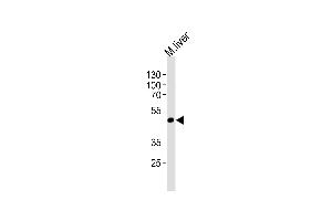 Western blot analysis of lysate from mouse liver tissue lysate, using Mouse Shb Antibody (C-term) (ABIN1537536 and ABIN2838254).