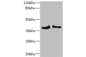 Western blot All lanes: PHF11 antibody at 4. (PHF11 anticorps  (AA 1-292))