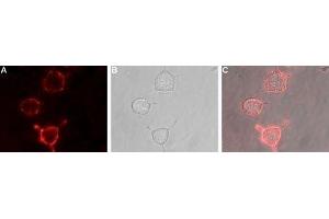 Expression of mGluR3 in rat PC12 cells - Cell surface detection of mGluR3 in live intact rat PC12 pheochromocytoma cells.