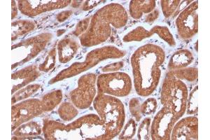Formalin-fixed, paraffin-embedded human Kidney stained with MTAP Recombinant Rabbit Monoclonal Antibody (MTAP/3137R).