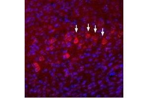 Expression of NR3B in mouse neocortex - Immunohistochemical staining of immersion-fixed, free floating mouse brain frozen sections using Anti-NMDAR3B (GRIN3B) (extracellular) Antibody (ABIN7043234, ABIN7044366 and ABIN7044367), (1:100).