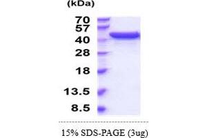 SDS-PAGE (SDS) image for UDP-Glucose 6-Dehydrogenase (UGDH) (AA 1-493) (Active) protein (His tag) (ABIN5855069)