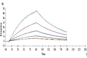 Human FGF21, His Tag immobilized on CM5 Chip can bind Human Human Klotho full length, His Tag with an affinity constant of 20nM as determined in a SPR assay (Biacore T200).
