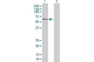 Western Blot analysis of SLC13A3 expression in transfected 293T cell line by SLC13A3 MaxPab polyclonal antibody. (SLC13A3 anticorps  (AA 1-602))