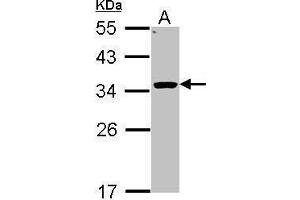WB Image Sample (30 ug of whole cell lysate) A: Hep G2 , 12% SDS PAGE antibody diluted at 1:1000 (HSD11B1 anticorps  (C-Term))