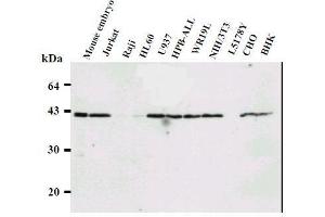 Western Blotting (WB) image for anti-Ring Finger Protein 2 (RNF2) antibody (ABIN1449179)
