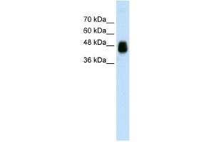 WB Suggested Anti-HOMER1 Antibody Titration:  0. (HOMER1 anticorps  (N-Term))
