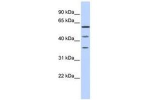 Image no. 1 for anti-PHD Finger Protein 23 (PHF23) (N-Term) antibody (ABIN6741100) (PHF23 anticorps  (N-Term))