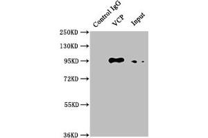 Immunoprecipitating VCP in U251 whole cell lysate Lane 1: Rabbit control IgG instead of ABIN7127867 in U251 whole cell lysate.