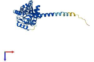 AlphaFold protein structure predicition of Human Recombinant DHRS7B Protein, UniprotID Q6IAN0