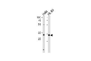 TF Antibody (Center) (ABIN655908 and ABIN2845307) western blot analysis in Hela,HL-60 cell line lysates (35 μg/lane). (TFAP4 anticorps  (AA 125-154))