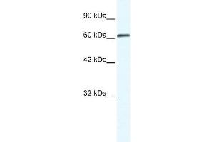 ZNF258 antibody used at 0. (ZMYM6 anticorps  (Middle Region))