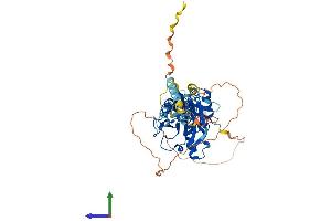 AlphaFold protein structure predicition of Human Recombinant IRF6 Protein, UniprotID O14896