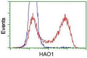 HEK293T cells transfected with either RC216834 overexpress plasmid (Red) or empty vector control plasmid (Blue) were immunostained by anti-HAO1 antibody (ABIN2453910), and then analyzed by flow cytometry. (HAO1 anticorps)