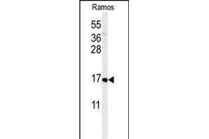 Western blot analysis of CMTM7 Antibody (N-term) (ABIN651213 and ABIN2840134) in Ramos cell line lysates (35 μg/lane). (CMTM7 anticorps  (N-Term))