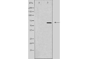 Western blot analysis of extracts from HT-29 cells using TAF5L antibody. (TAF5L anticorps  (Internal Region))