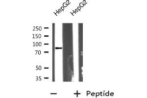 Western blot analysis on HepG2 cell lysate using RHBT2 Antibody (RHOBTB2 anticorps)
