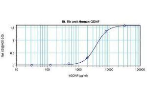 Image no. 2 for anti-Glial Cell Line Derived Neurotrophic Factor (GDNF) antibody (Biotin) (ABIN465545) (GDNF anticorps  (Biotin))