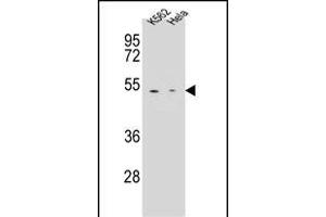 CPB1 Antibody (N-term) (ABIN655962 and ABIN2845347) western blot analysis in K562,Hela cell line lysates (35 μg/lane). (CPB1 anticorps  (N-Term))