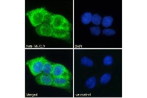 ABIN334440 Immunofluorescence analysis of paraformaldehyde fixed HepG2 cells, permeabilized with 0. (MUC13 anticorps  (Internal Region))