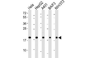 Western Blot at 1:2000 dilution Lane 1: Hela whole cell lysate Lane 2: HepG2 whole cell lysate Lane 3: A431 whole cell lysate Lane 4: BA/F3 whole cell lysate Lane 5: NIH/3T3 whole cell lysate Lysates/proteins at 20 ug per lane. (PPIB anticorps  (AA 161-195))