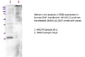 Image no. 1 for CD81 (human): 293T Lysate (ABIN1112258)