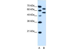 SIL1 antibody used at 0. (SIL1 anticorps)