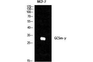 Western Blot (WB) analysis of specific cells using GCSm-gamma Polyclonal Antibody. (GCSm-gamma (Internal Region) anticorps)