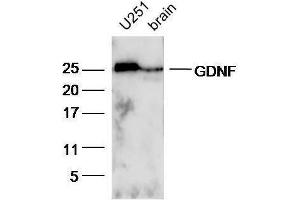 Western Blotting (WB) image for anti-Glial Cell Line Derived Neurotrophic Factor (GDNF) (AA 121-211) antibody (ABIN736536)