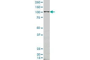 ARHGEF1 monoclonal antibody (M03), clone 4C4 Western Blot analysis of ARHGEF1 expression in K-562 .