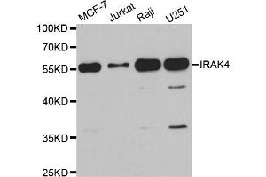 Western Blotting (WB) image for anti-Interleukin-1 Receptor-Associated Kinase 4 (IRAK4) antibody (ABIN1882335) (IRAK4 anticorps)