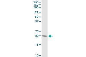 HSPC111 MaxPab rabbit polyclonal antibody.
