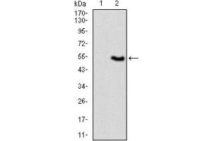 Western Blotting (WB) image for anti-Vav 1 Oncogene (VAV1) (AA 121-324) antibody (ABIN1845807) (VAV1 anticorps  (AA 121-324))